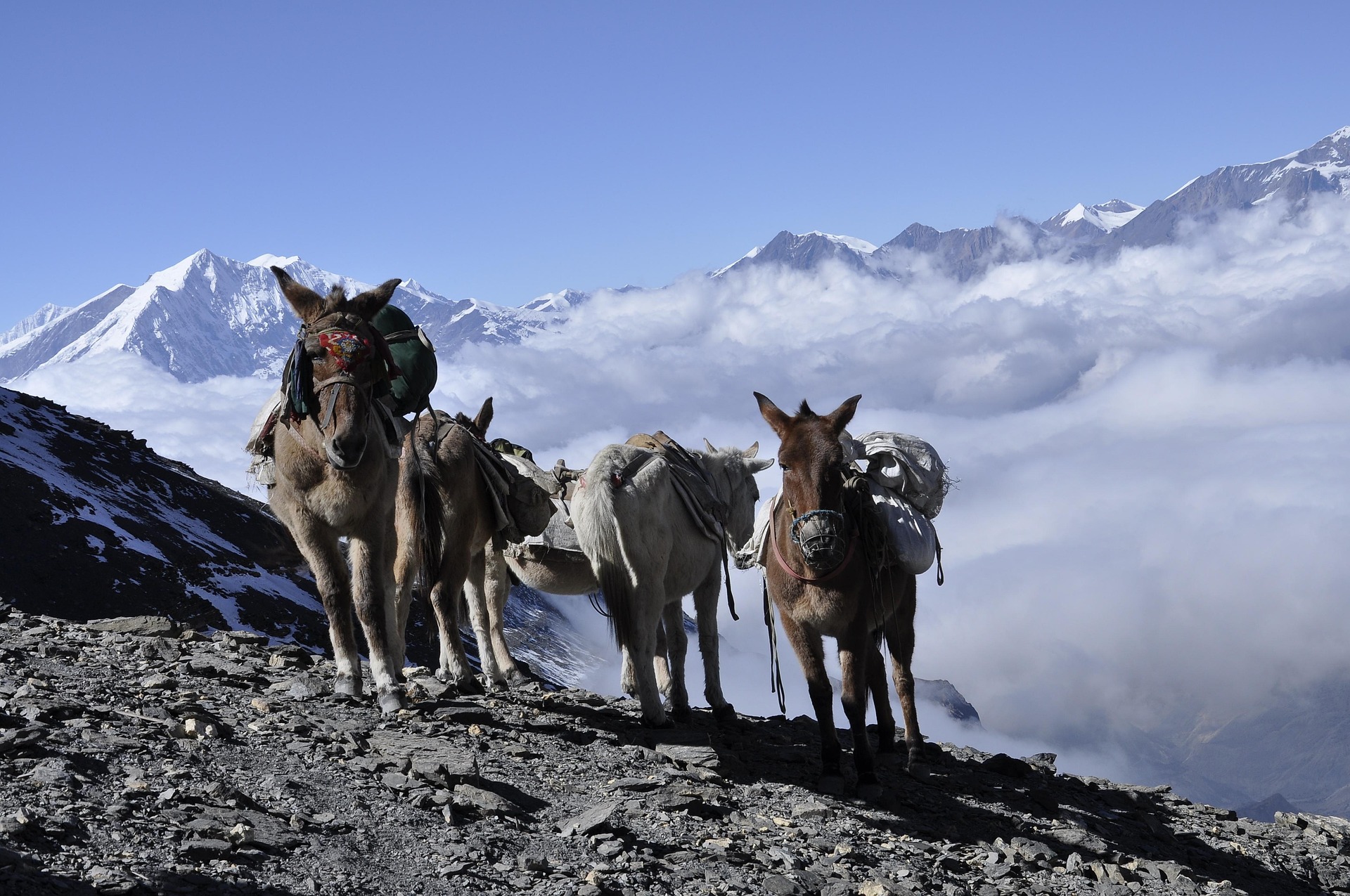 Annapurna Circuit vs. Annapurna Base Camp: Which Trek is Right for You?